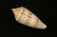 藏品(長芋螺)的圖片